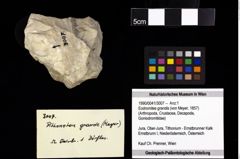 Foto (Objekt + Etiketten) von Eodromites grandis (von Meyer, 1857) 